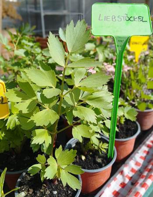 Produktfoto zu Liebstöckel eigene LW
