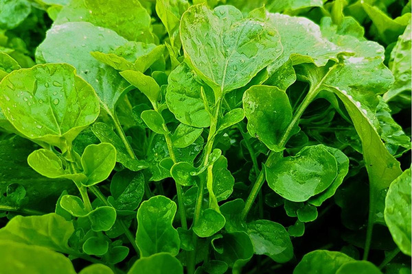 Produktfoto zu Barbarakraut