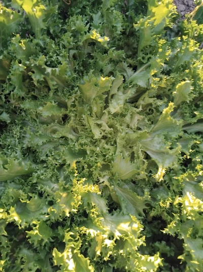 Produktfoto zu Endiviensalat frisée eig. LW