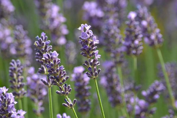 Produktfoto zu Lavendel eig. LW