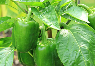 Produktfoto zu Paprika grün im Topf eig. LW