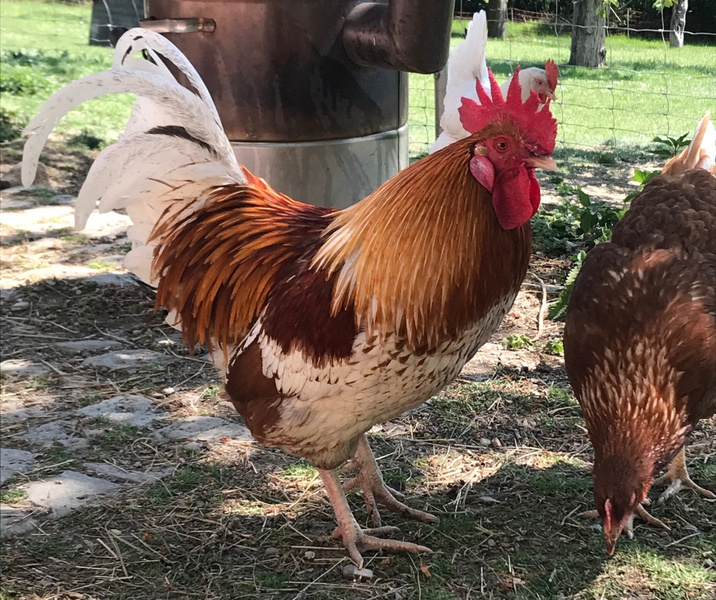 KI generiert: Ein Hahn und ein Huhn picken im Freien auf dem Boden.
