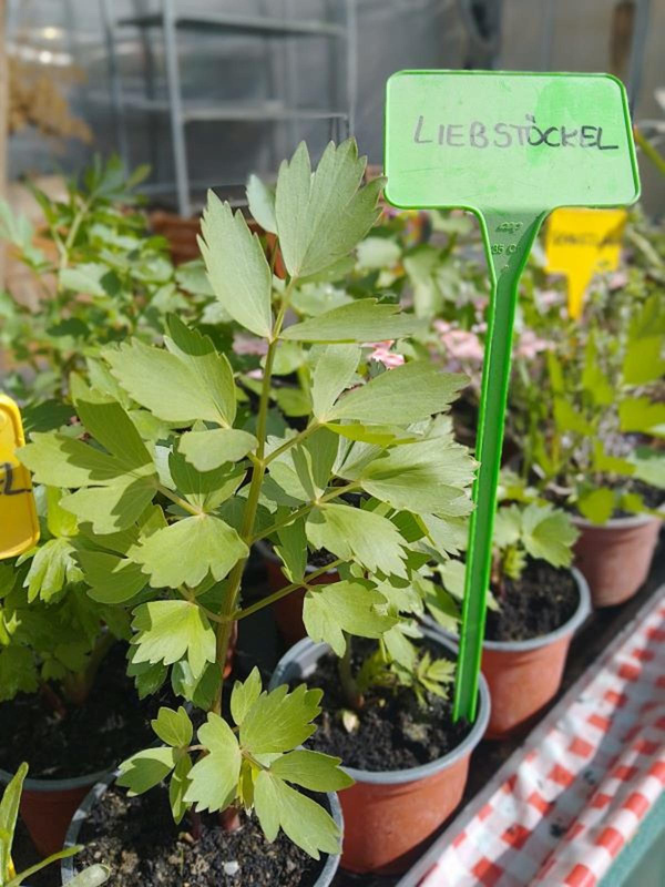 Produktfoto zu Liebstöckel im Topf eig. LW