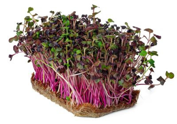 Produktfoto zu Radieschensprossen