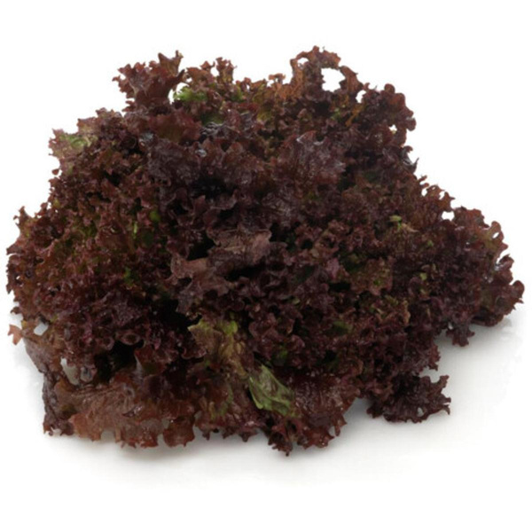 Produktfoto zu Lollo Rosso