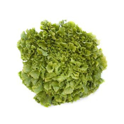 Produktfoto zu Endiviensalat frisée eig. LW