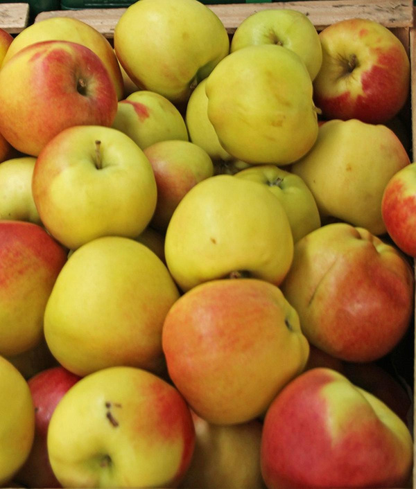Produktfoto zu Apfel Mairac