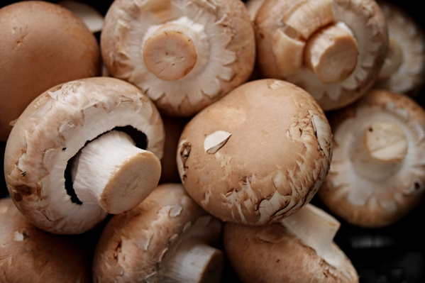 KI generiert: Eine Nahaufnahme von mehreren Champignon-Pilzen.
