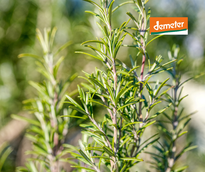 KI generiert: Grüner Rosmarin im Freien mit dem "demeter" Logo oben rechts.