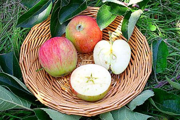 Produktfoto zu Apfel Piros