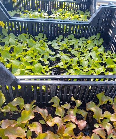 Produktfoto zu Salatpflanzen 6 Stück eig. LW