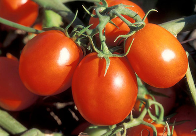 Produktfoto zu Eiertomaten im Topf eig. LW