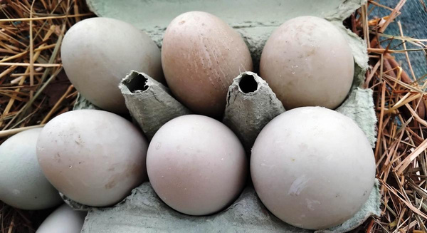 Produktfoto zu Enteneier 6er-Pkg.