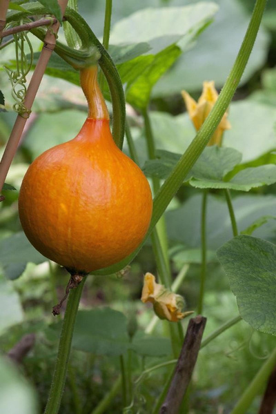 Produktfoto zu Hokkaido im Topf eig. LW