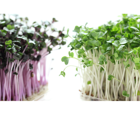 KI generiert: Grüne und lila Sprossen wachsen dicht nebeneinander.