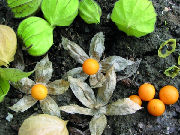 Produktfoto zu Physalis - Andenbeere 80g