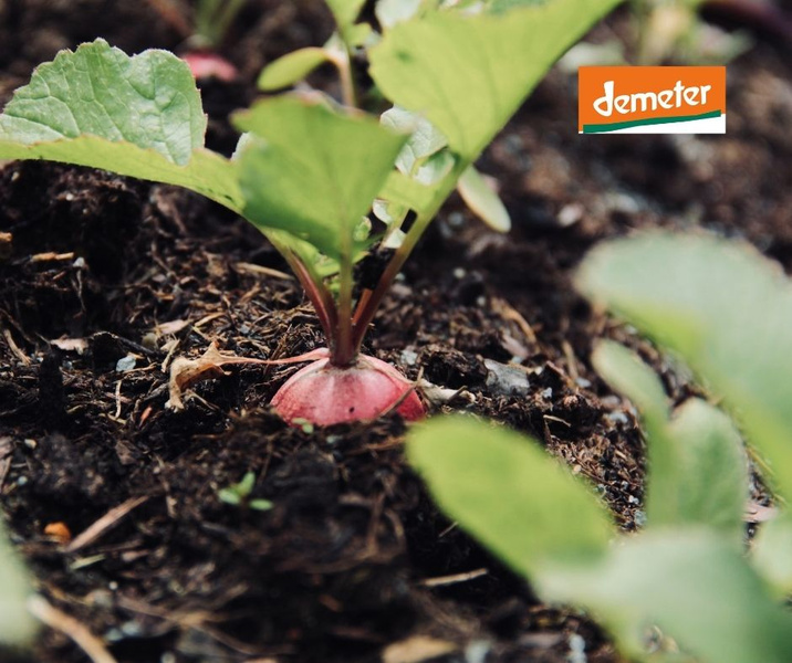 KI generiert: Ein Radieschen wächst im Boden. Oben rechts ist das "demeter"-Logo zu sehen.