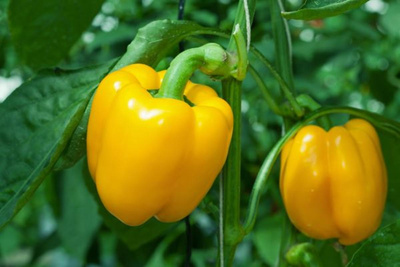 Produktfoto zu Paprika gelb im Topf eig. LW