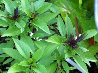 Produktfoto zu Thai Basilikum im Topf