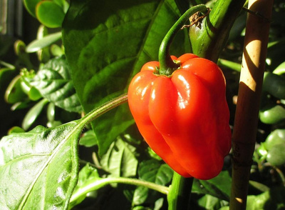 Produktfoto zu Paprika rot im Topf eig. LW