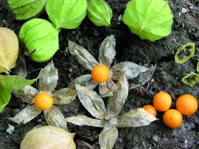 Produktfoto zu Physalis - Andenbeere 80g