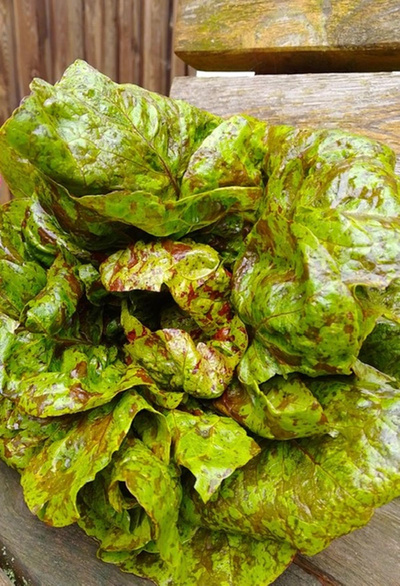 Produktfoto zu Forellenschlusssalat eig. LW