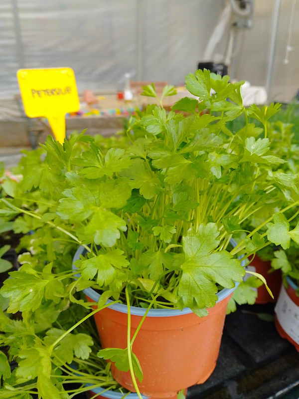 Produktfoto zu Petersilie im Topf eig. LW