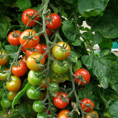 Produktfoto zu Kirschtomaten rot Topf eig. LW