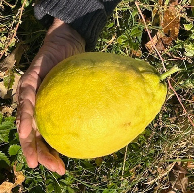 Produktfoto zu Zitronen eig. LW
