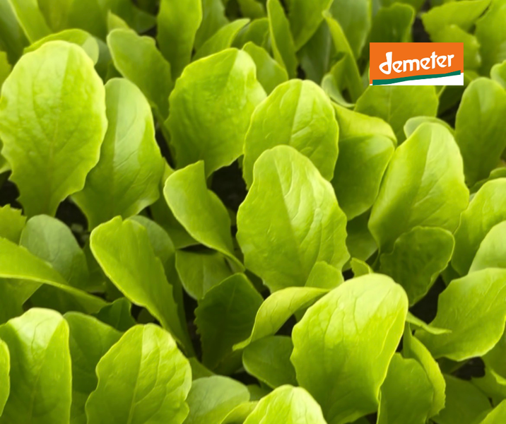 KI generiert: Grüner Salat mit "demeter"-Logo.