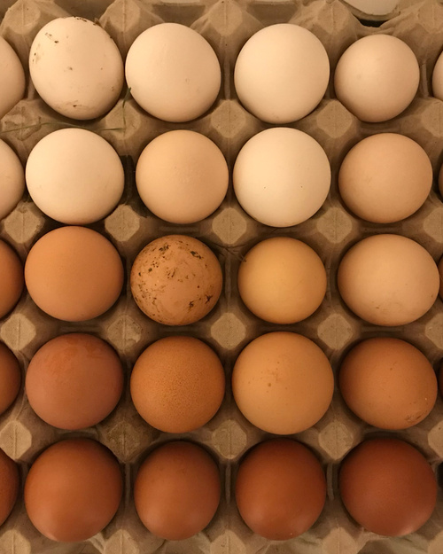 KI generiert: Eine Eierschachtel mit verschiedenen Eierschalenfarben.