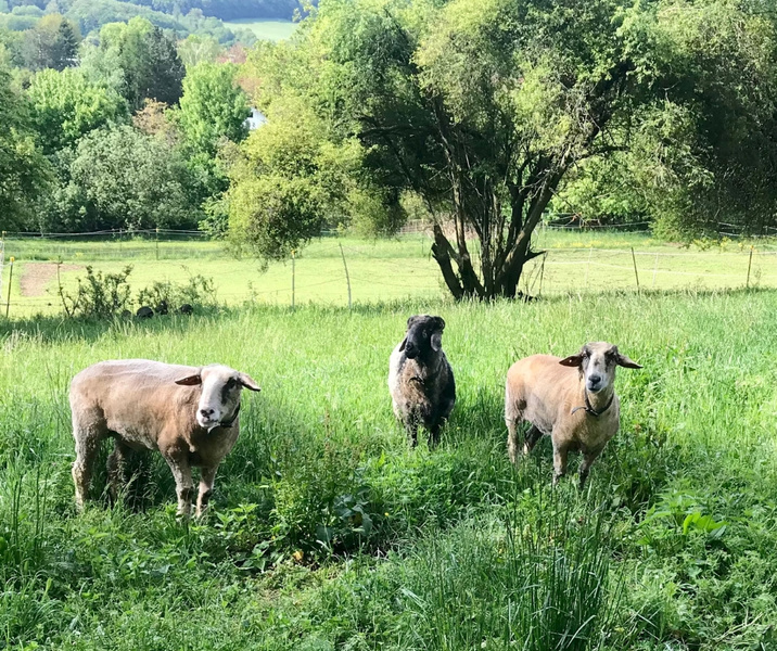 KI generiert: Drei Schafe stehen auf einer grünen Wiese vor einem Baum.