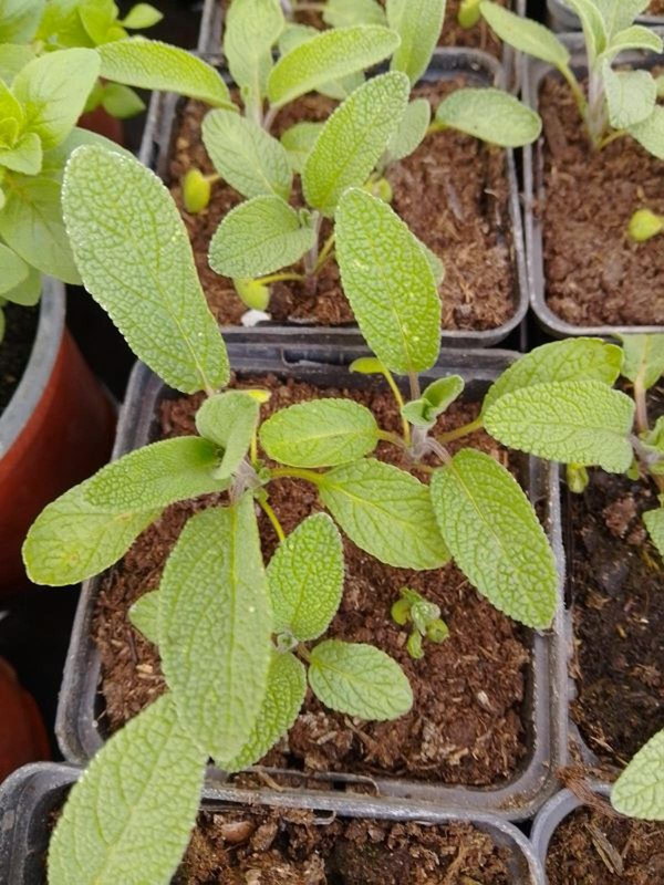 Produktfoto zu Salbei im Topf eig. LW