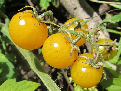 Produktfoto zu Kirschtomaten gelb Topf eig.LW