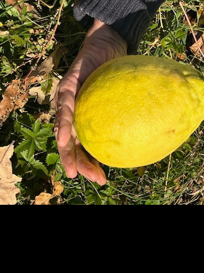 Produktfoto zu Zitronen eig. LW