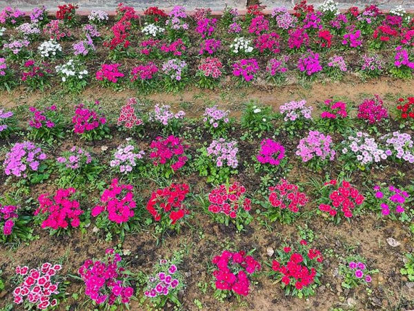 Produktfoto zu Bartnelken eig. LW