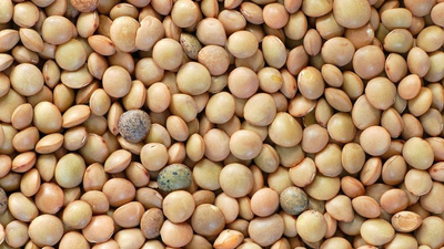 Produktfoto zu Berglinsen offen