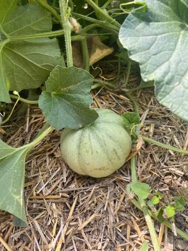 KI generiert: Junge Melone auf Stroh unter grünen Blättern.