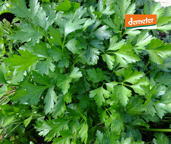 KI generiert: Grünes Blattgemüse mit Demeter-Logo.