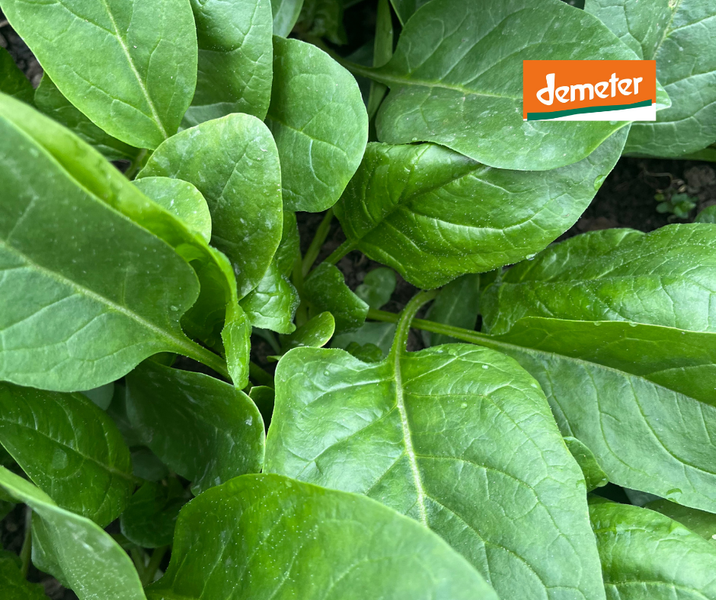 KI generiert: Grünes Blattgemüse mit dem Logo "demeter" in der Ecke.
