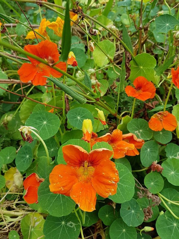 Produktfoto zu Kapuzinerkresse eig. LW