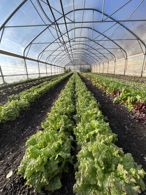 KI generiert: Ein Gewächshaus voller Salatpflanzen in ordentlichen Reihen.