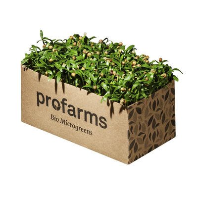 Produktfoto zu Koriandersprossen