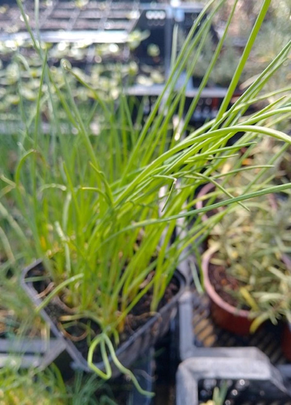 Produktfoto zu Schnittlauch im Topf eig. LW