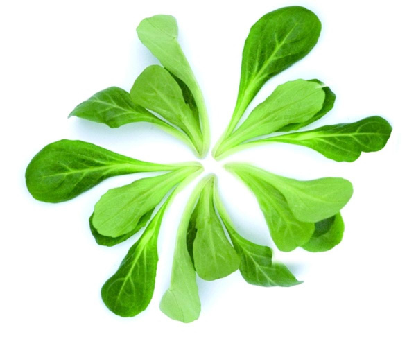 Produktfoto zu Vogerlsalat