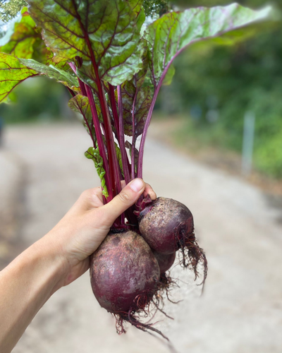 KI generiert: Eine Hand hält frische, rote Bete mit grünen Blättern vor ländlicher Kulisse.