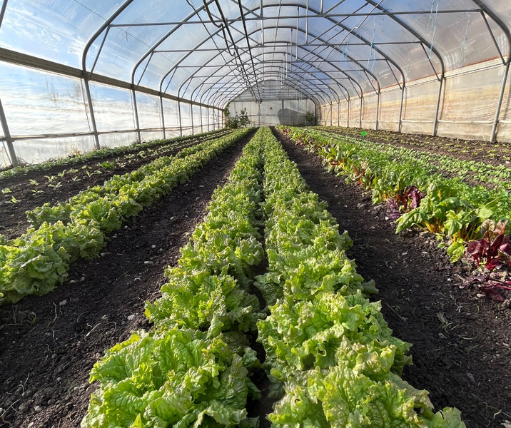 KI generiert: Ein Gewächshaus mit Reihen von grünem Salat und anderen Pflanzen.