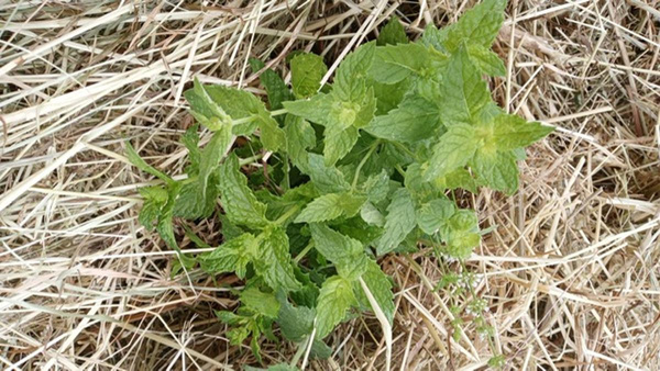 Produktfoto zu Pfefferminze eigene LW