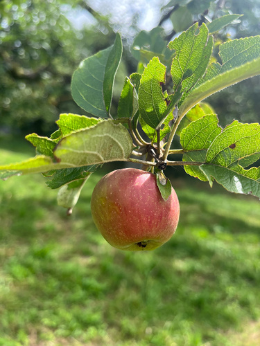 KI generiert: Ein reifer Apfel hängt an einem Ast mit grünen Blättern im Sonnenschein.