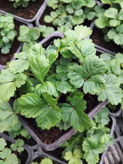 Produktfoto zu Monatserdbeeren eig. LW